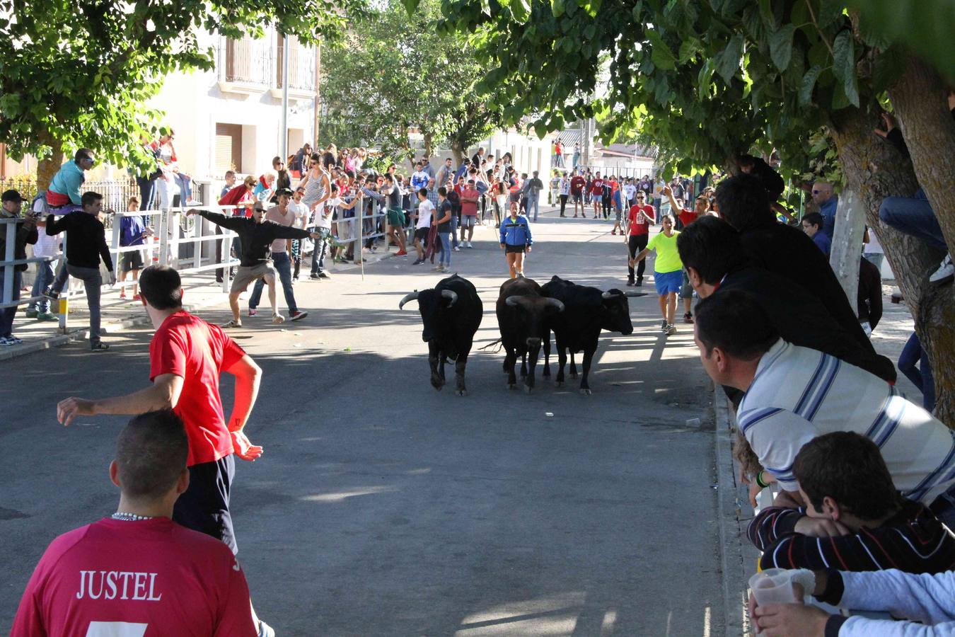 Encierro y capea en Campaspero (Valladolid) 2/2