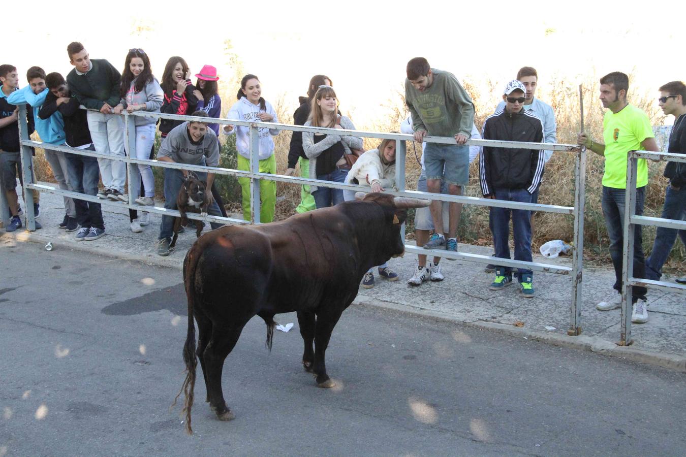 Encierro y capea en Campaspero (Valladolid) 2/2