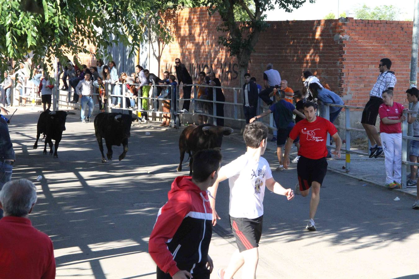 Encierro y capea en Campaspero (Valladolid) 2/2