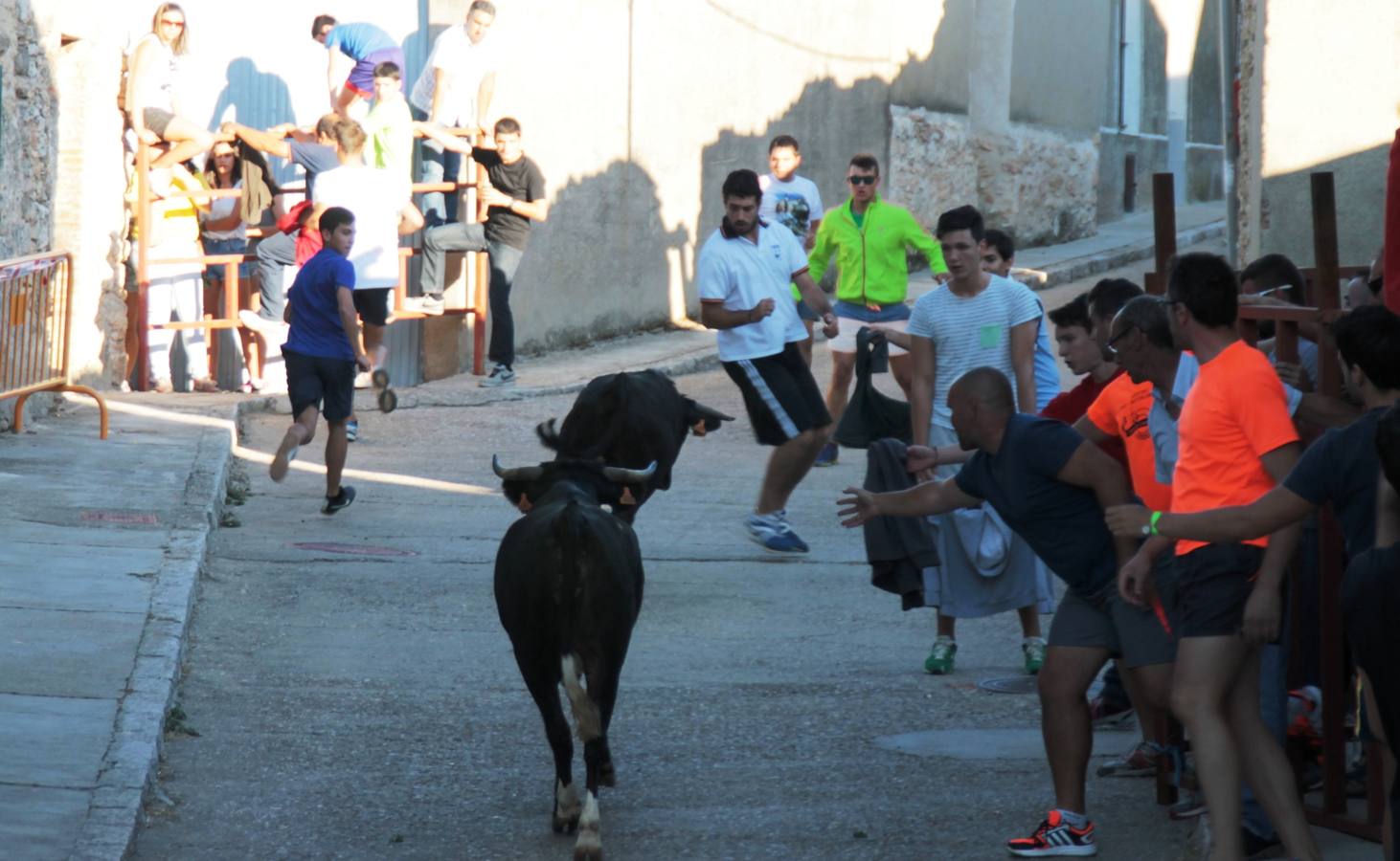 Primer encierro de las fiestas de Ciguñuela