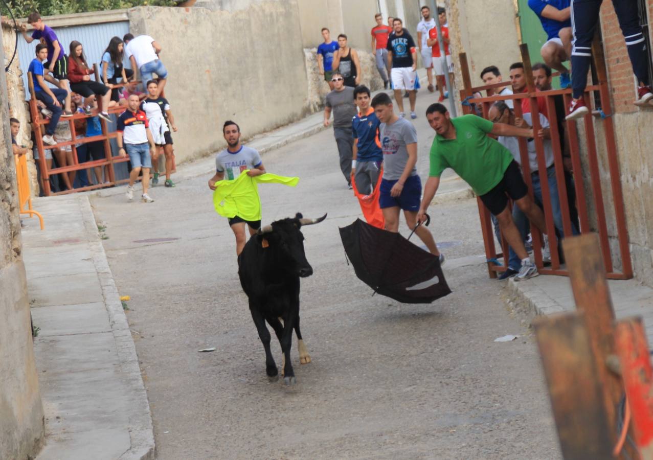 Segundo encierro de las fiestas de Ciguñuela