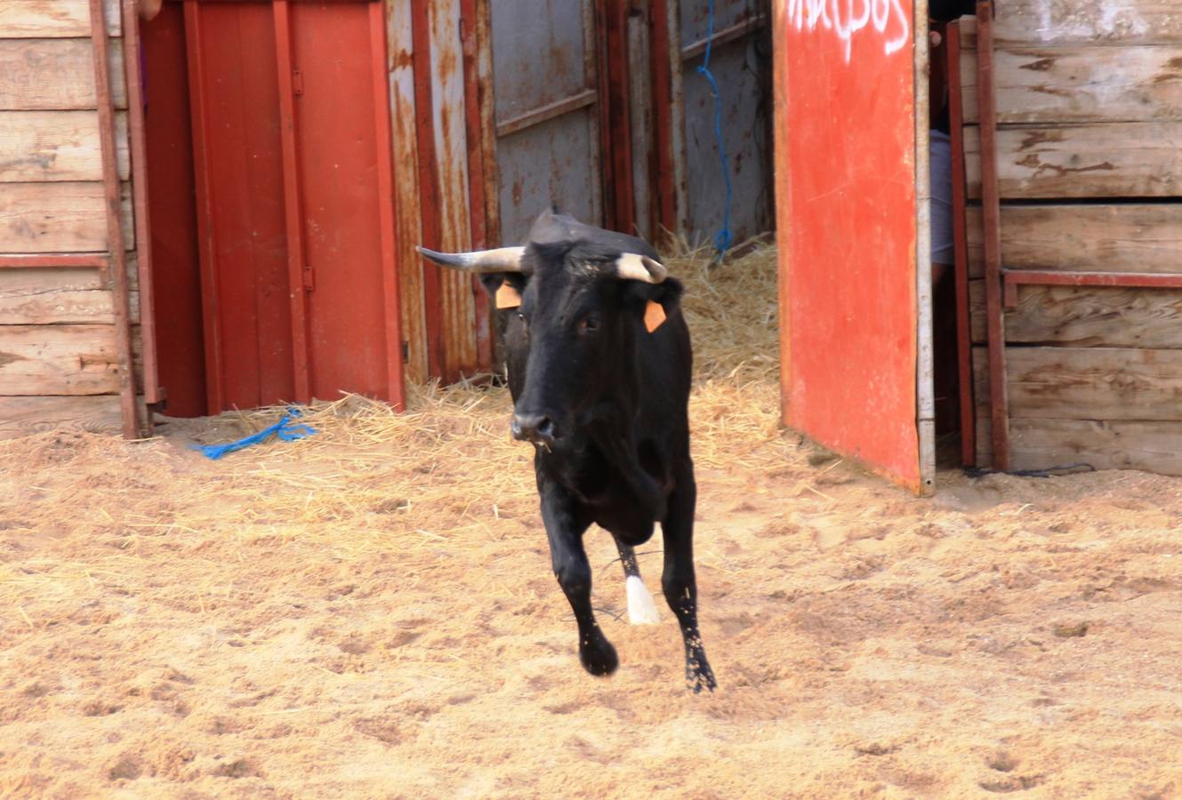 Segundo encierro de las fiestas de Ciguñuela