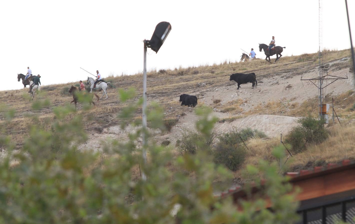 Segundo encierro de las fiestas de Cuéllar (Segovia)