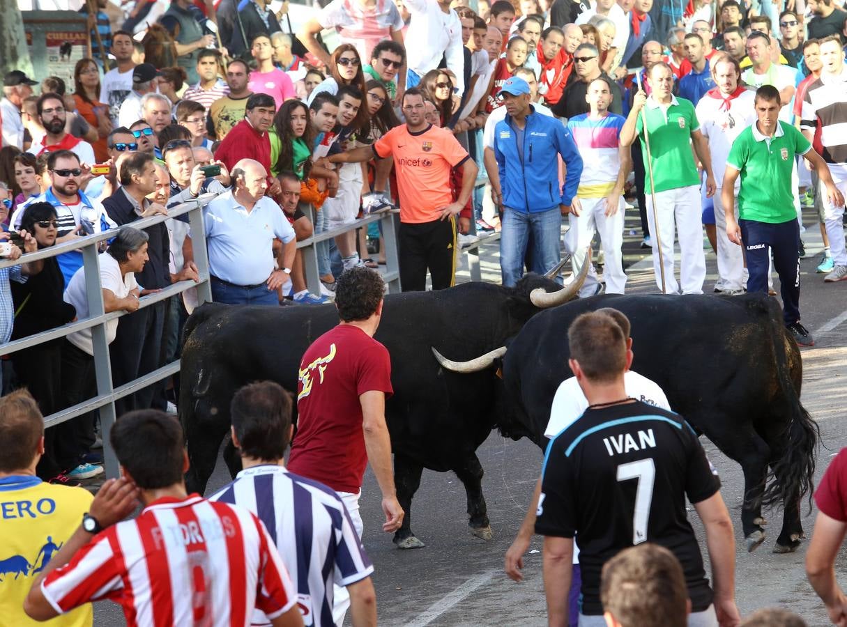 Cuarto encierro de las fiestas de Cuéllar (Segovia)