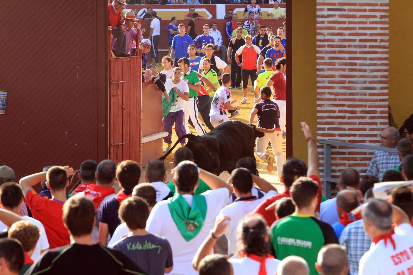 Cuarto encierro de las fiestas de Cuéllar (Segovia)