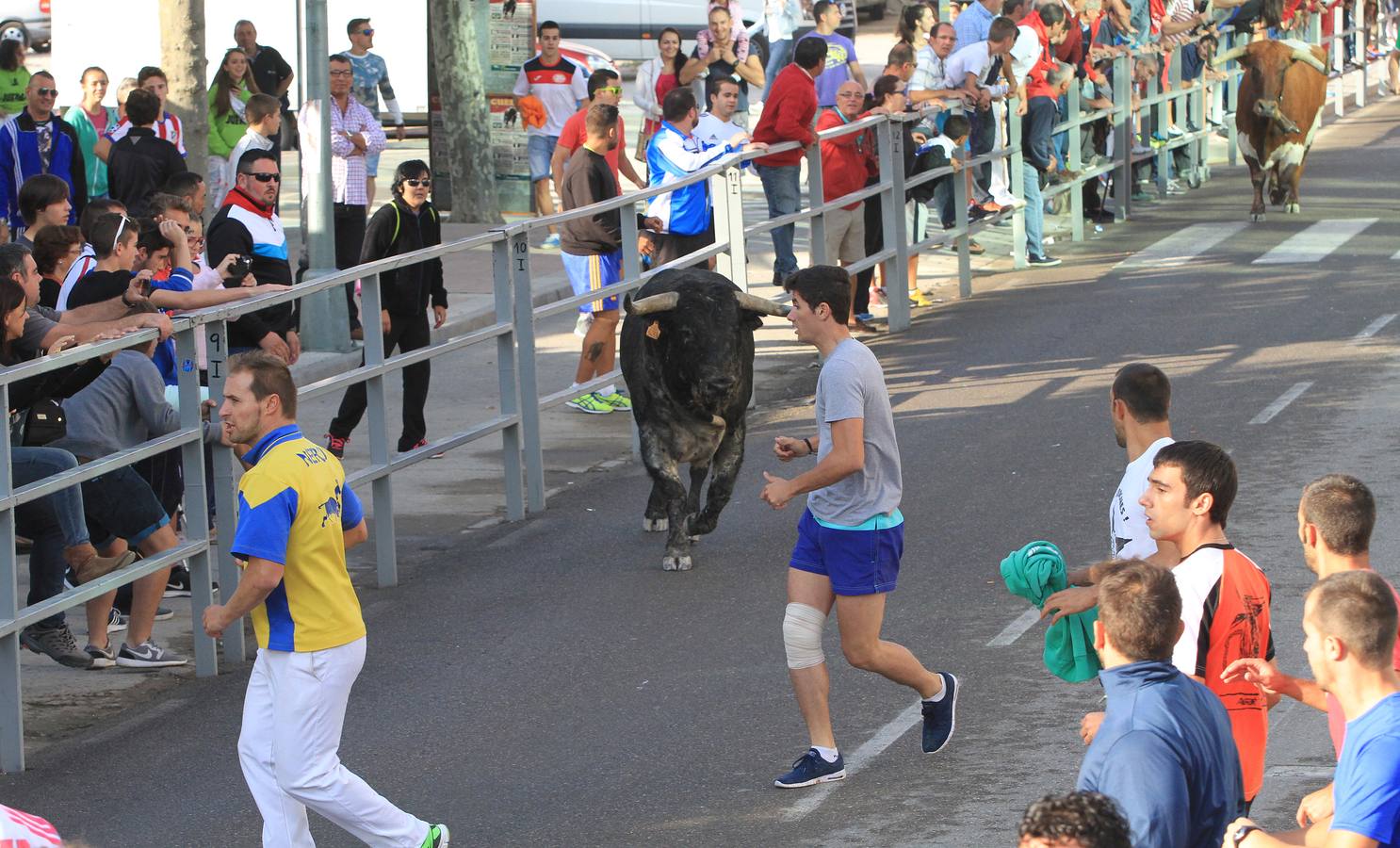 Cuarto encierro de las fiestas de Cuéllar (Segovia)