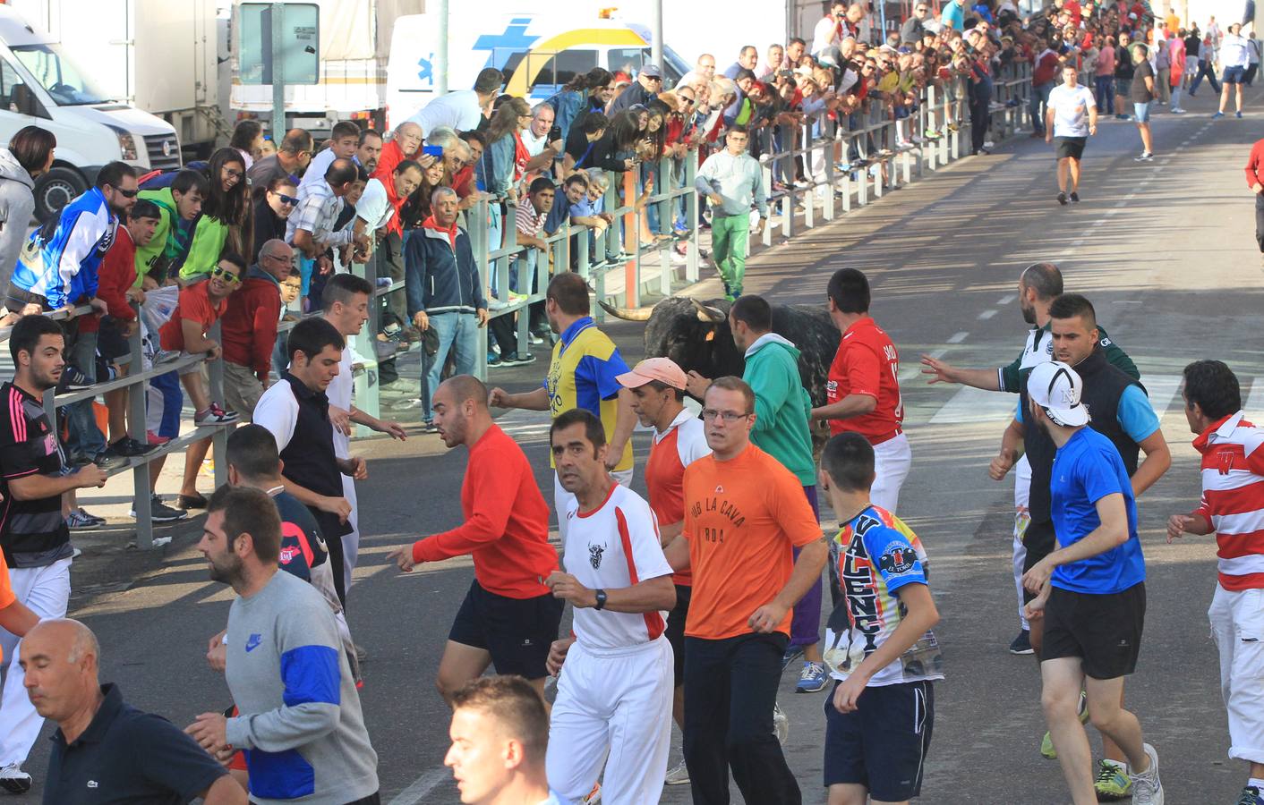 Cuarto encierro de las fiestas de Cuéllar (Segovia)