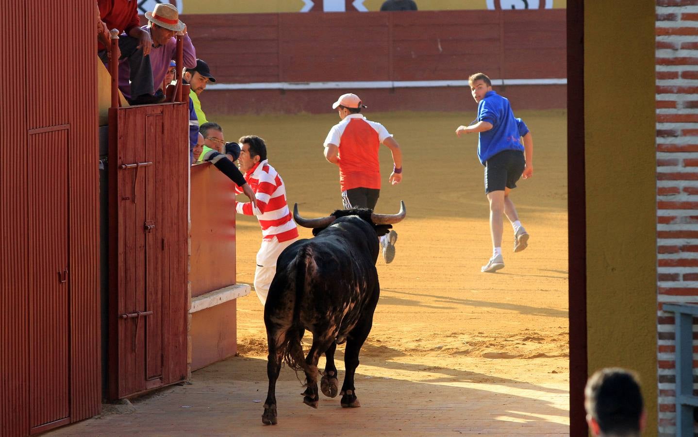Cuarto encierro de las fiestas de Cuéllar (Segovia)