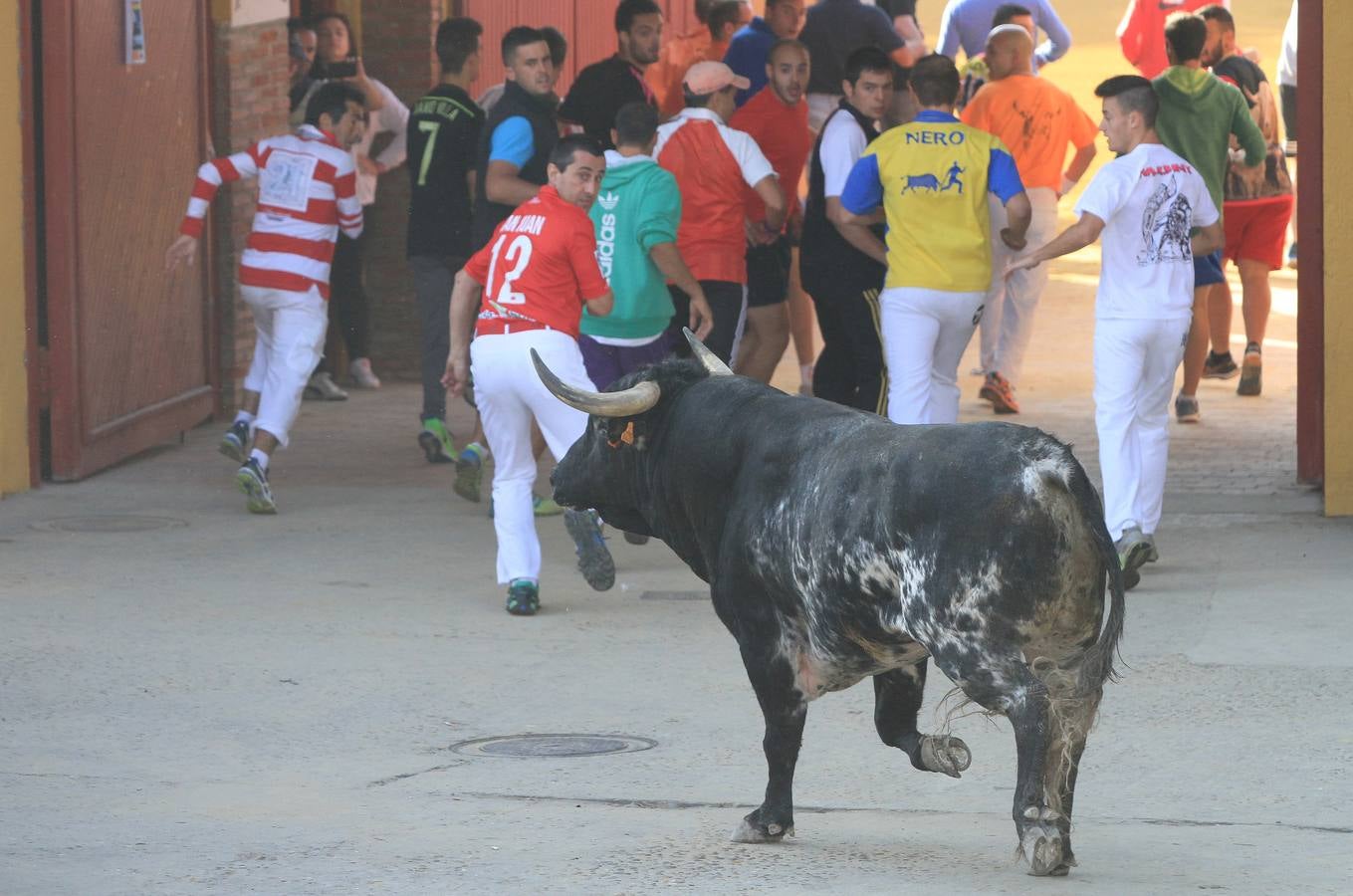 Cuarto encierro de las fiestas de Cuéllar (Segovia)