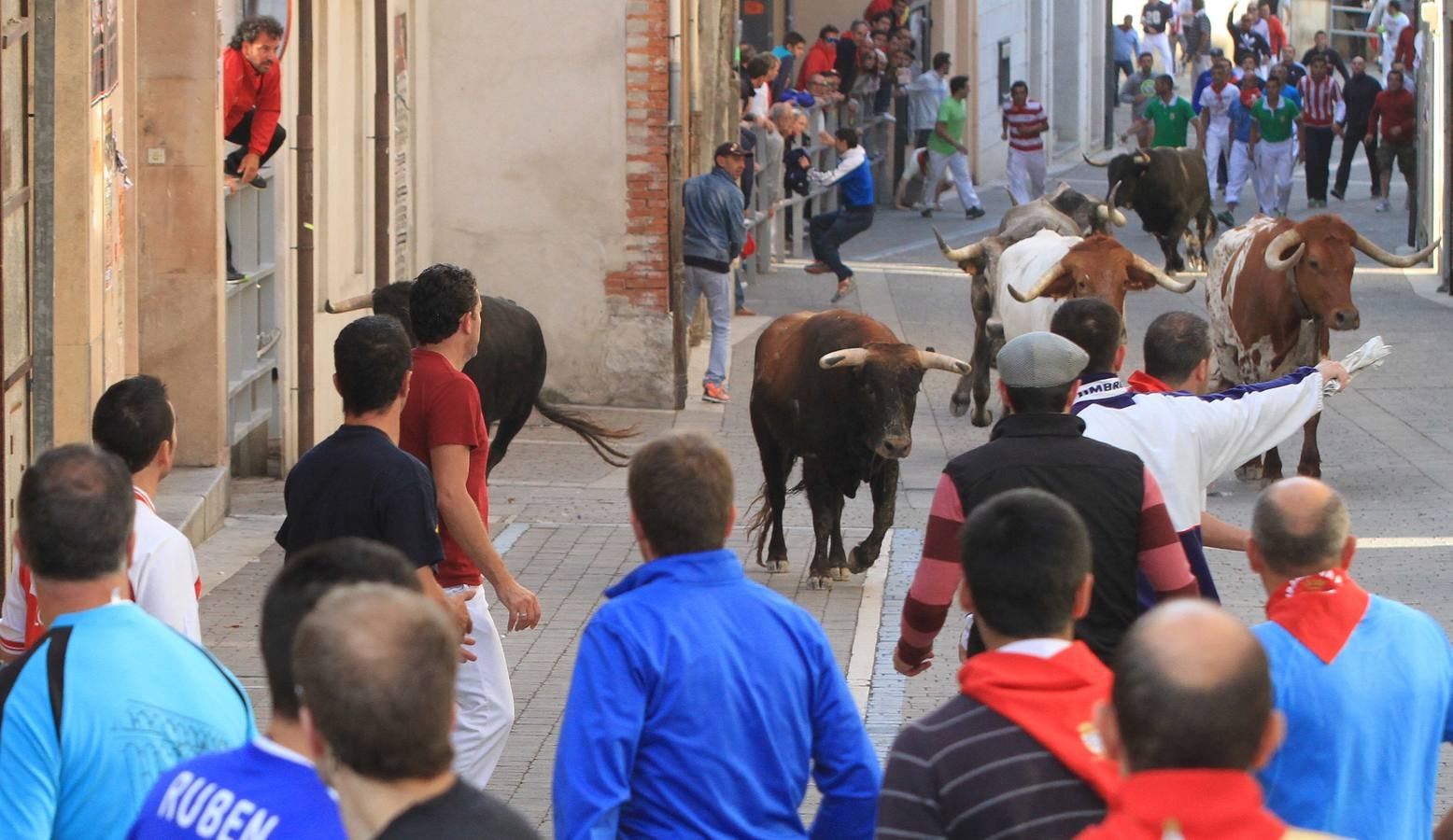 Quinto y último encierro de las fiestas de Cuéllar (Segovia)