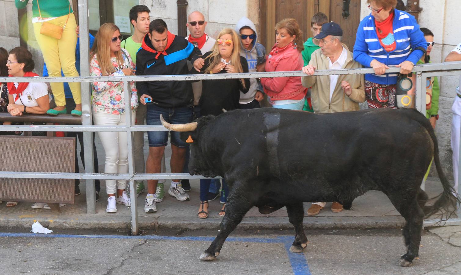 Quinto y último encierro de las fiestas de Cuéllar (Segovia)