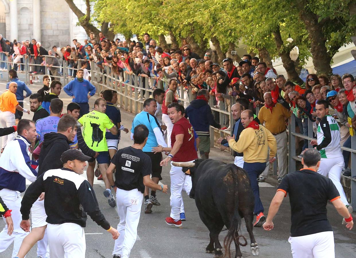 Quinto y último encierro de las fiestas de Cuéllar (Segovia)