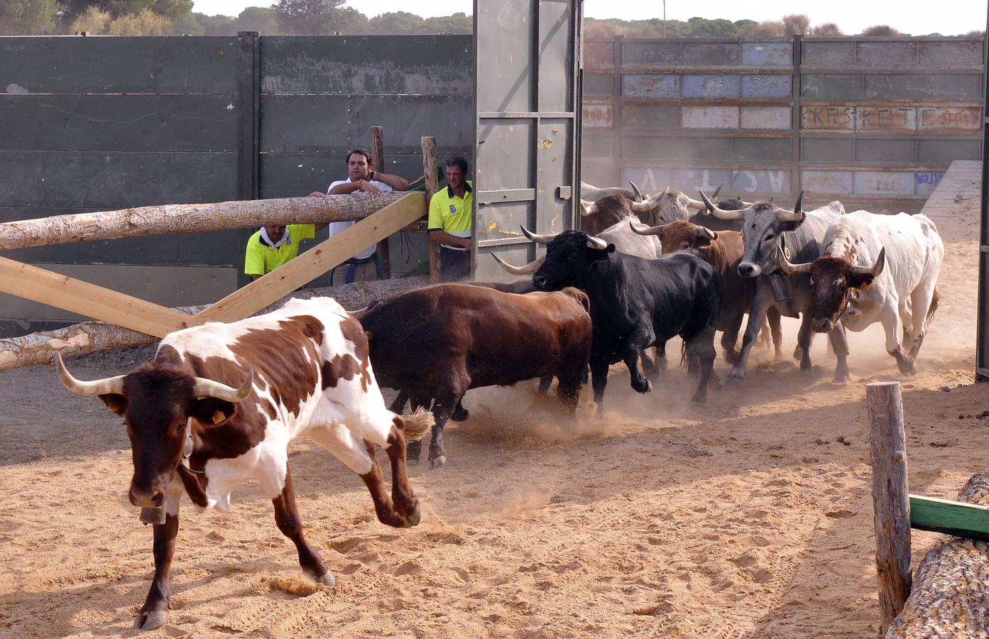 Segundo encierro de las fiestas de Medina del Campo 2015