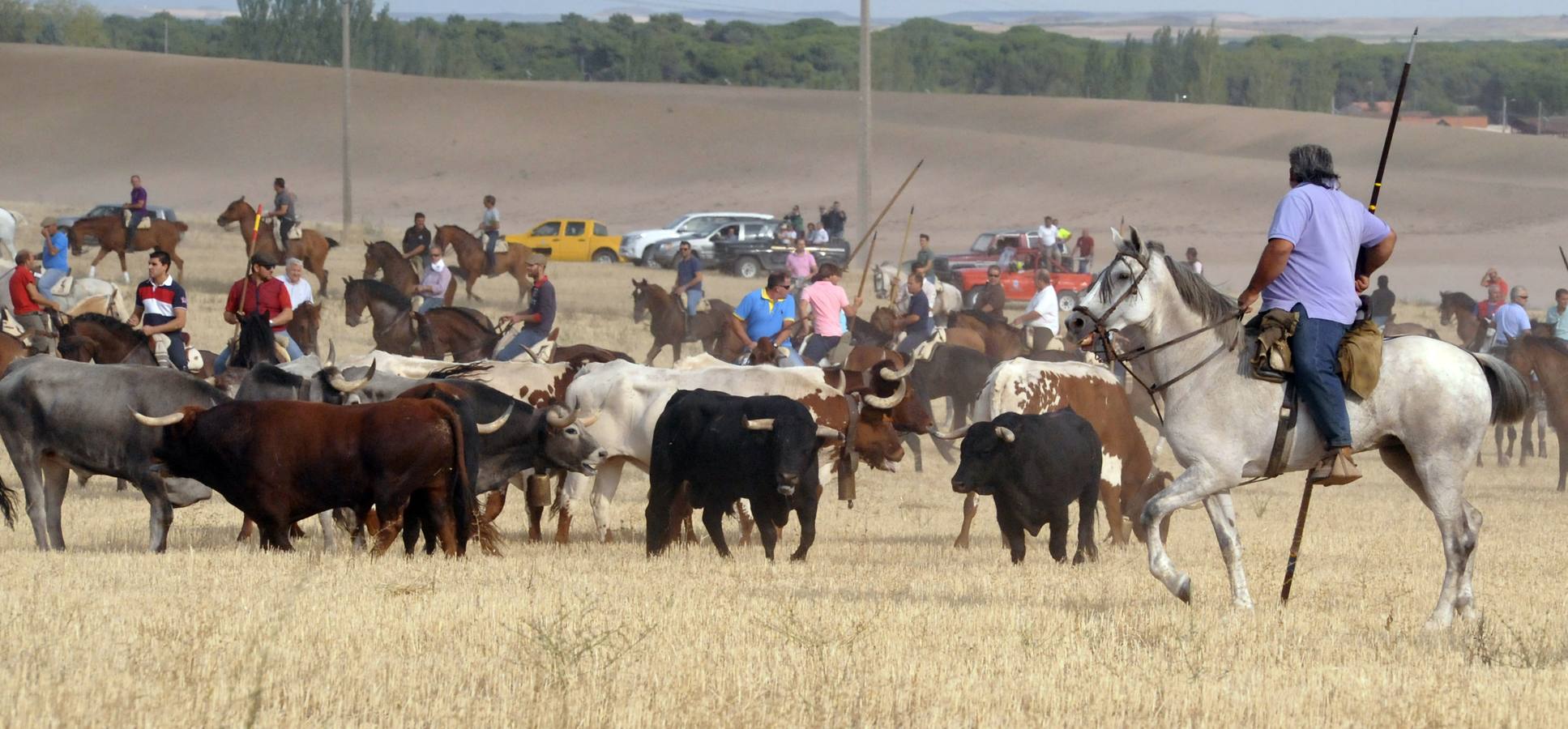 Segundo encierro de las fiestas de Medina del Campo 2015