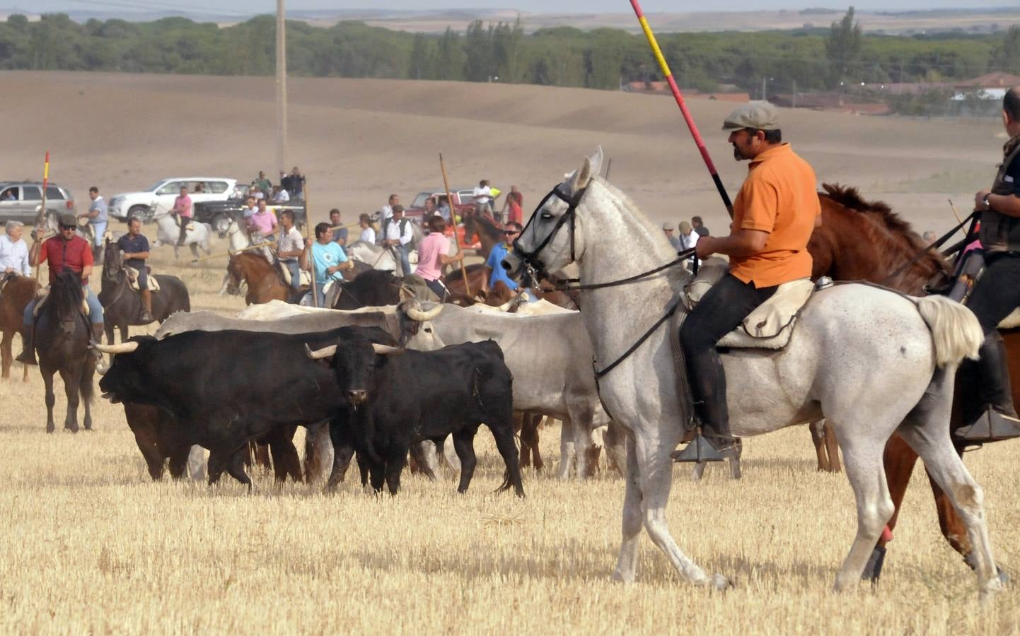 Segundo encierro de las fiestas de Medina del Campo 2015