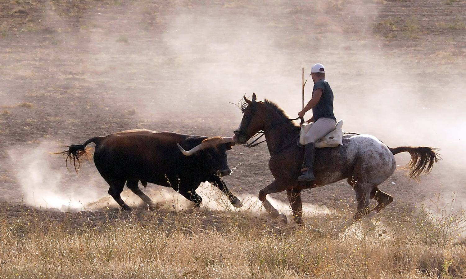 Segundo encierro de las fiestas de Medina del Campo 2015