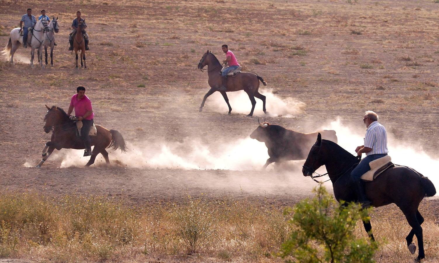 Segundo encierro de las fiestas de Medina del Campo 2015