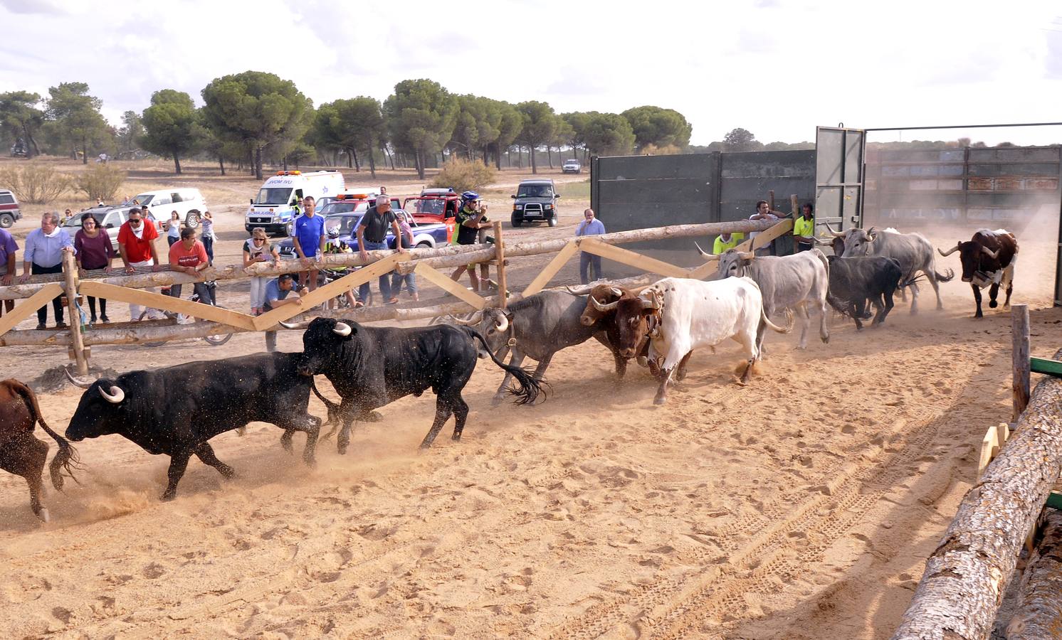 Segundo encierro de las fiestas de Medina del Campo 2015