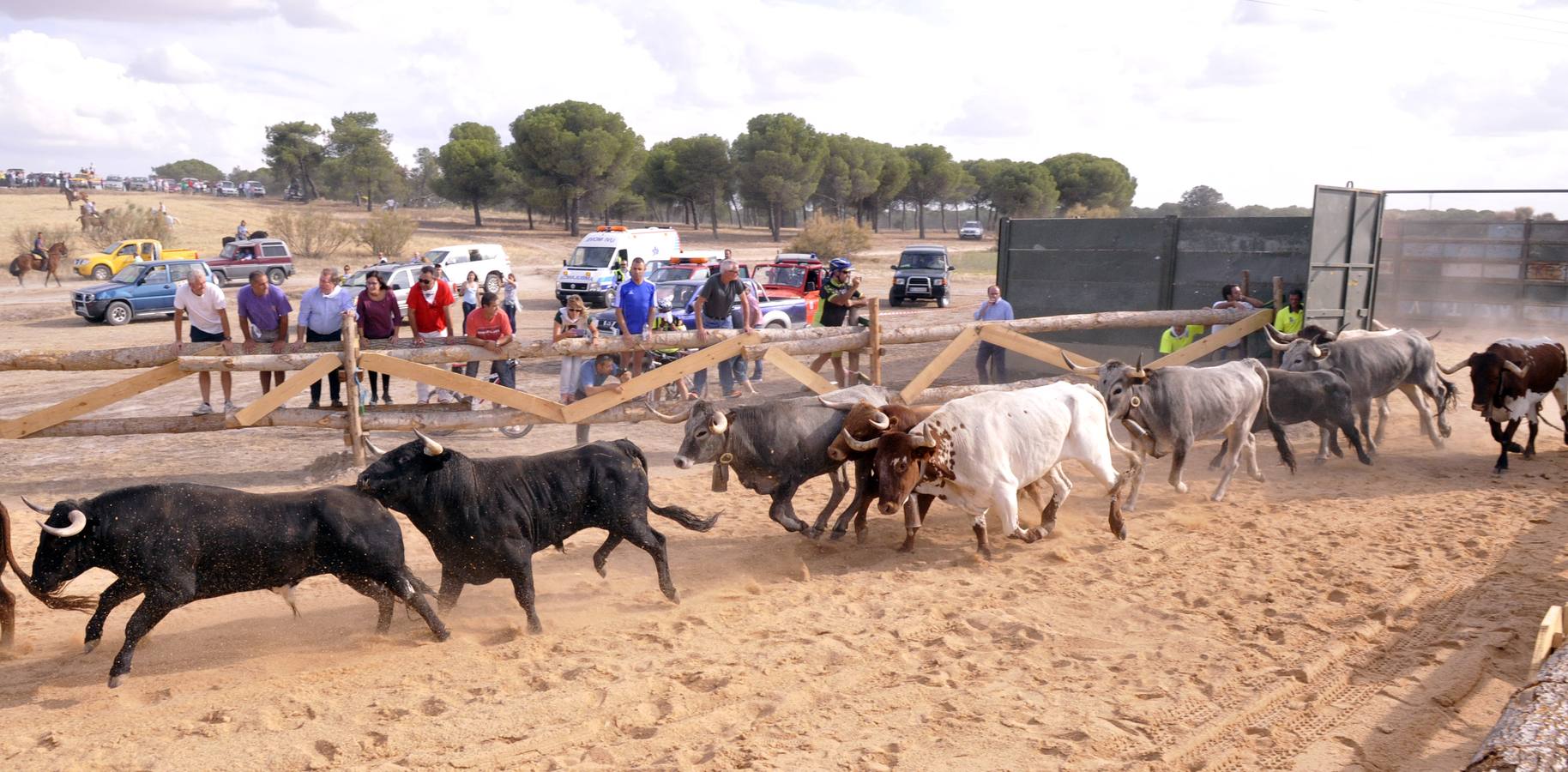 Segundo encierro de las fiestas de Medina del Campo 2015