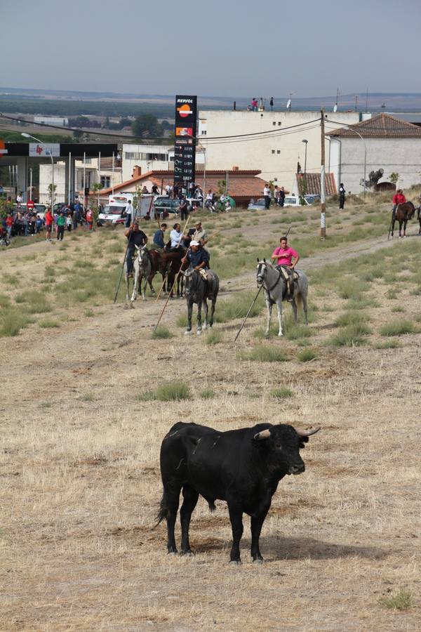 Primer encierro de las fiestas de Portillo (Valladolid)