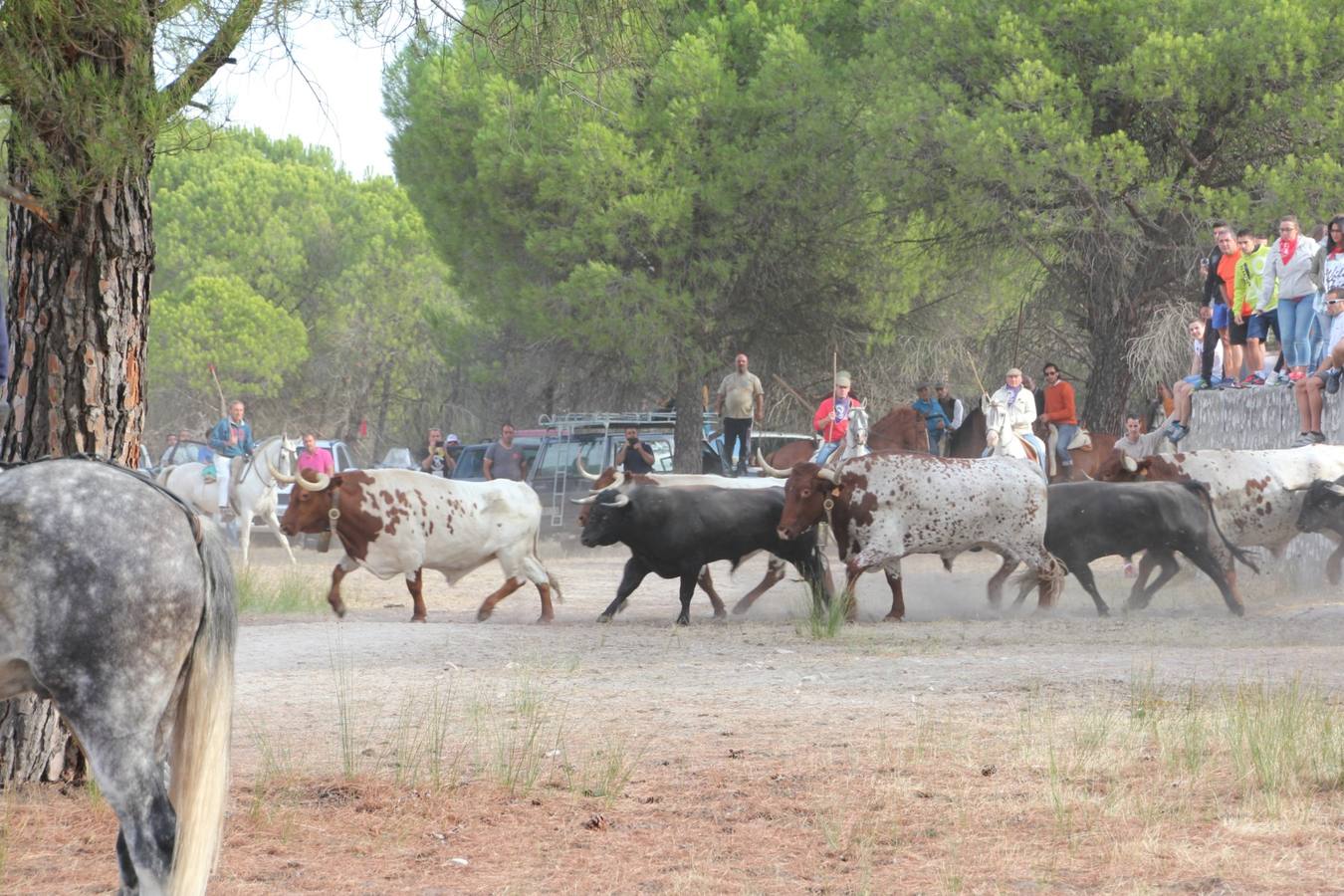 Primer encierro de las fiestas de Portillo (Valladolid)