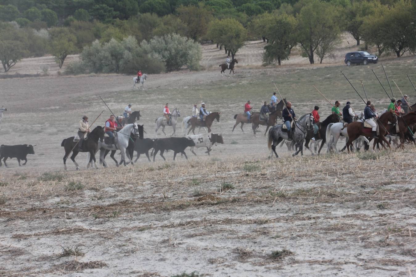 Primer encierro de las fiestas de Portillo (Valladolid)