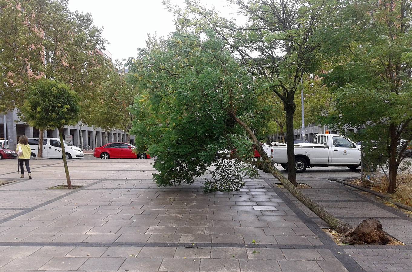 Árboles derribados por el fuerte viento en Valladolid.