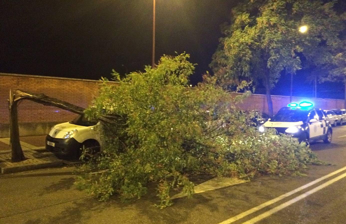 Árbol derribado por el viento en la avenida de Segovia de Valladolid.