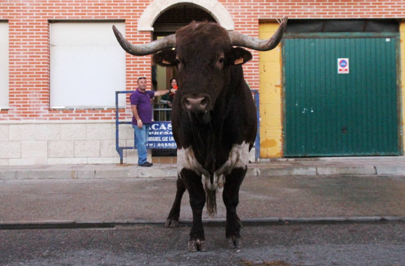 Toros de cajón en Valdestillas