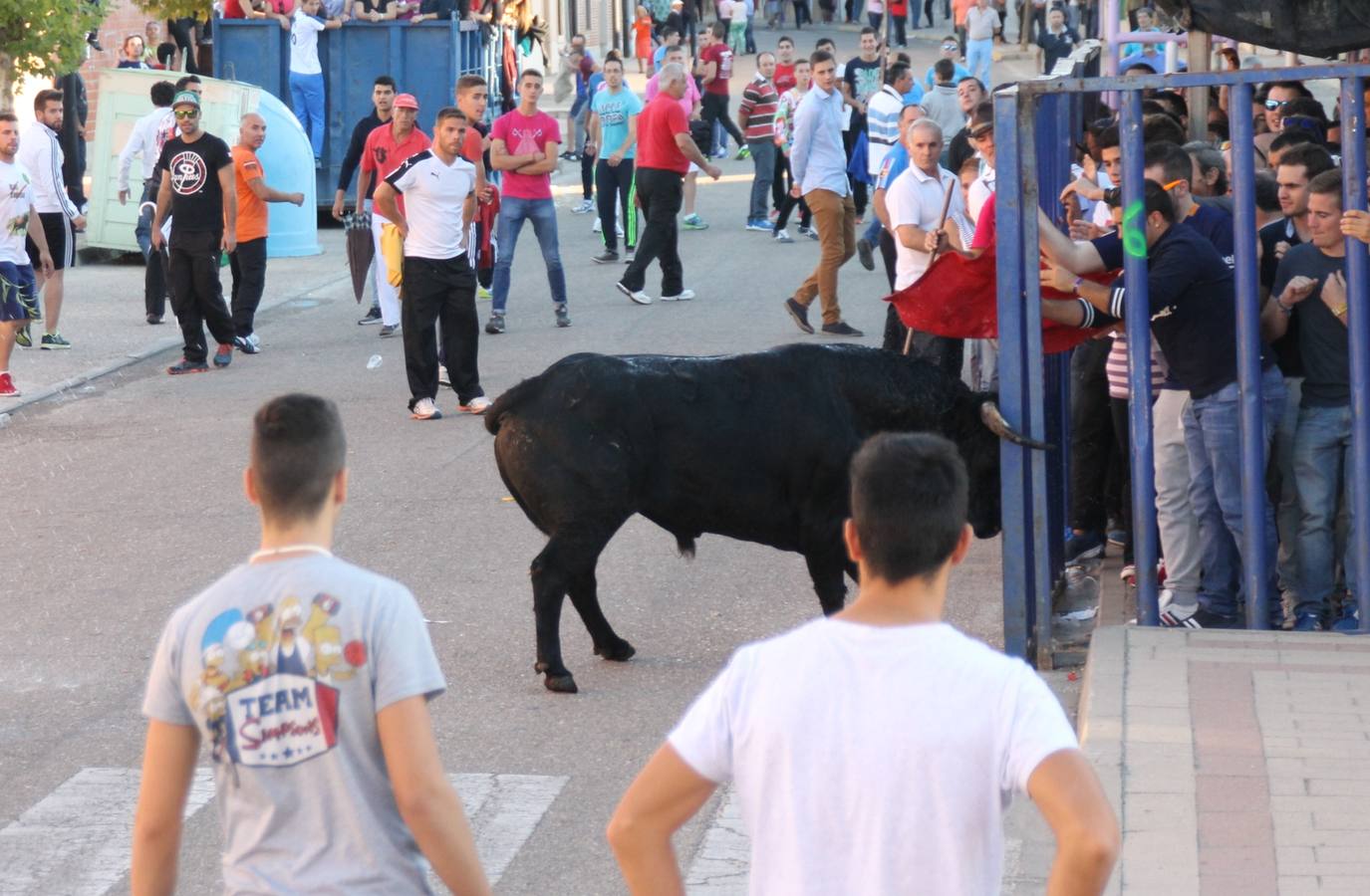 Toros de cajón en Valdestillas