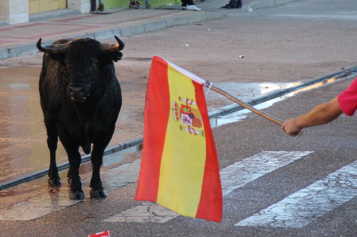 Toros de cajón en Valdestillas