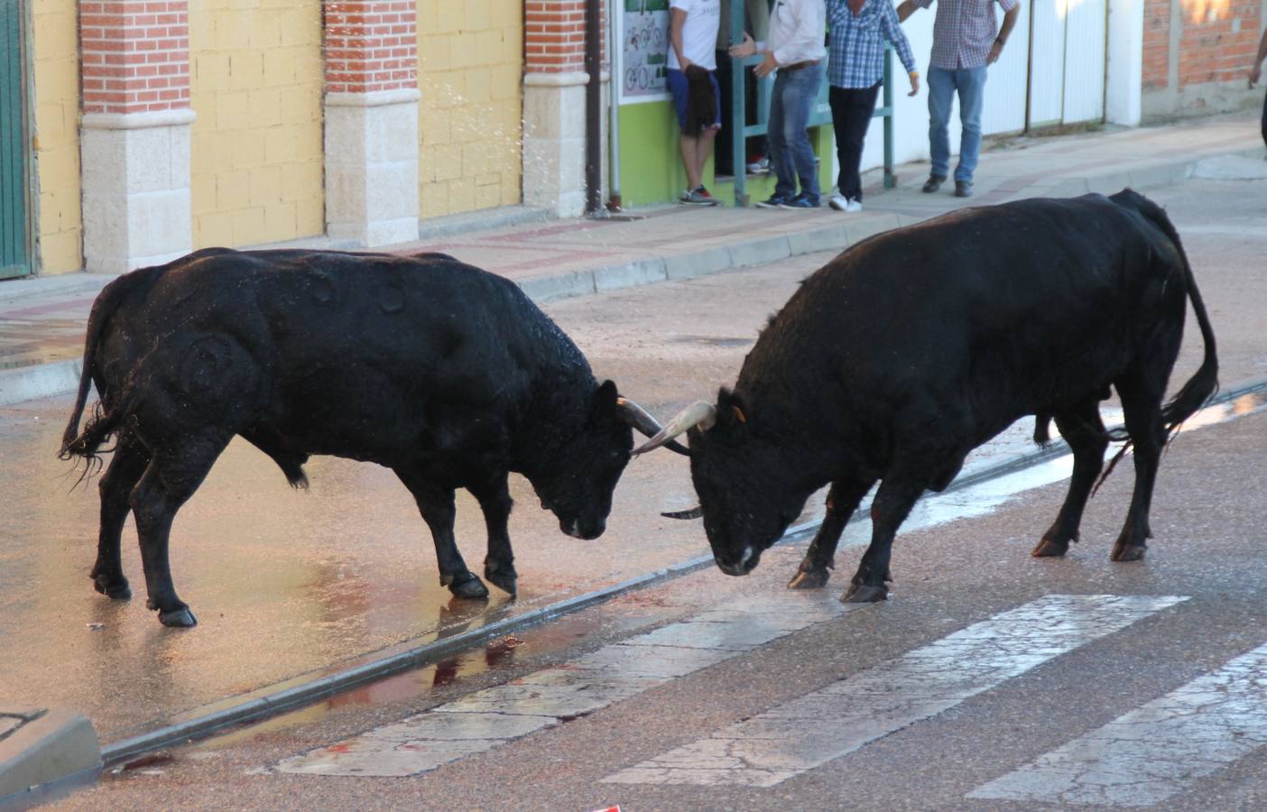Toros de cajón en Valdestillas