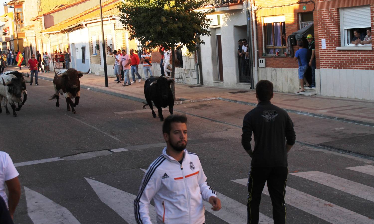 Toros de cajón en Valdestillas