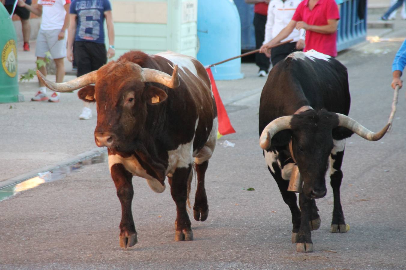 Toros de cajón en Valdestillas