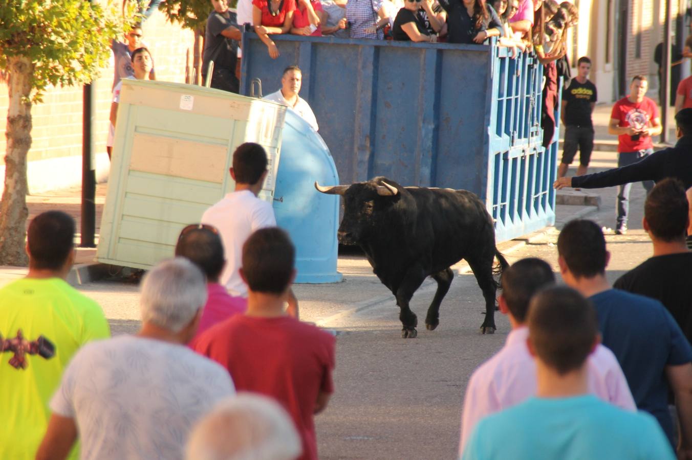 Toros de cajón en Valdestillas