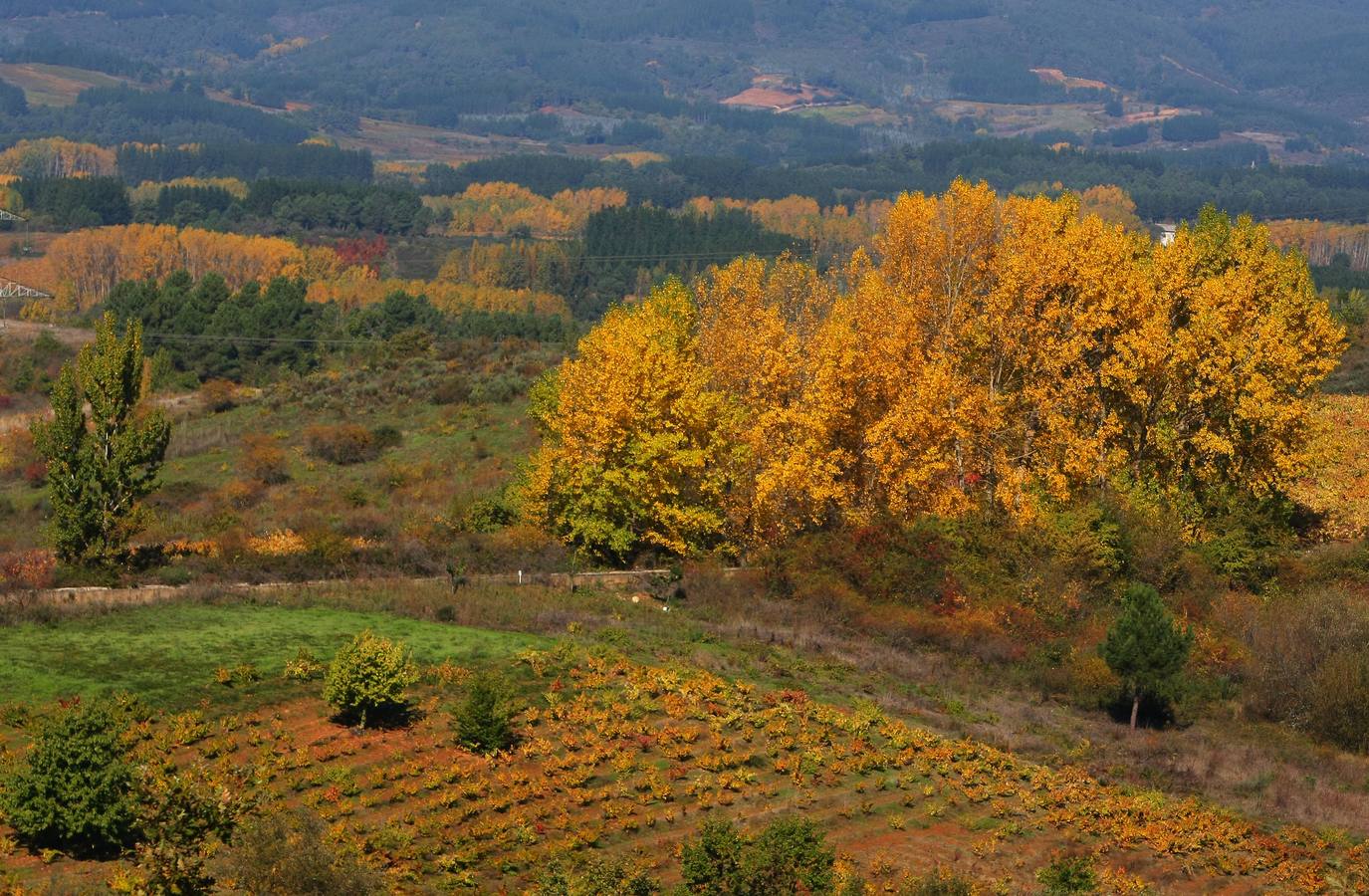 Otoño en El Bierzo (León).
