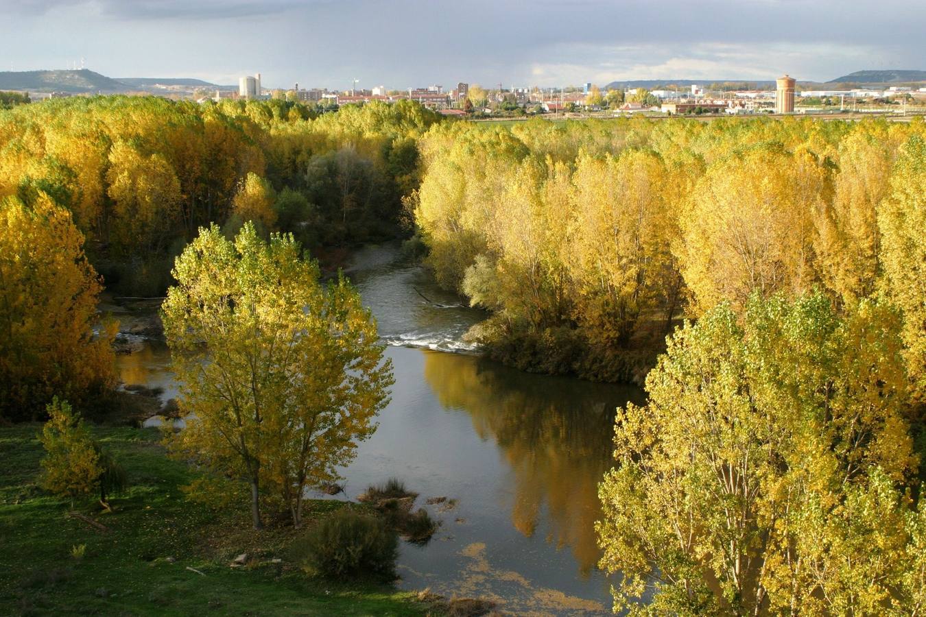 Otoñada en el bosque de ribera de Tariego de Cerrato (Palencia).