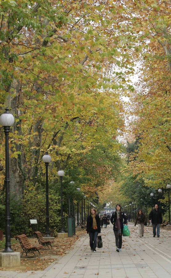 Los árboles del Paseo Central del Campo Grande, en Valladolid, aún mantienen la mayoría de sus hojas en las ramas.