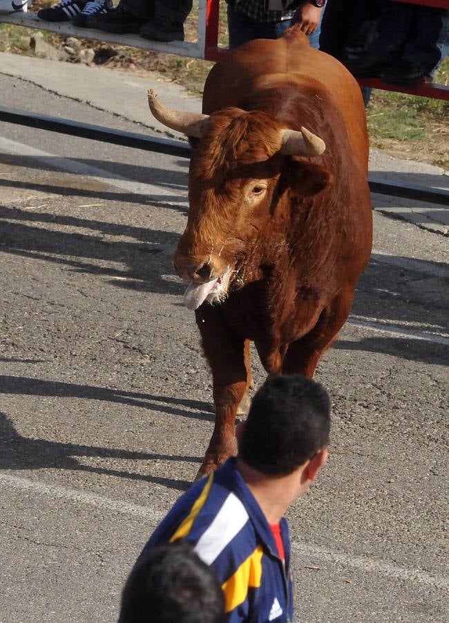 Segundo encierro de las fiestas de Olmedo 2015