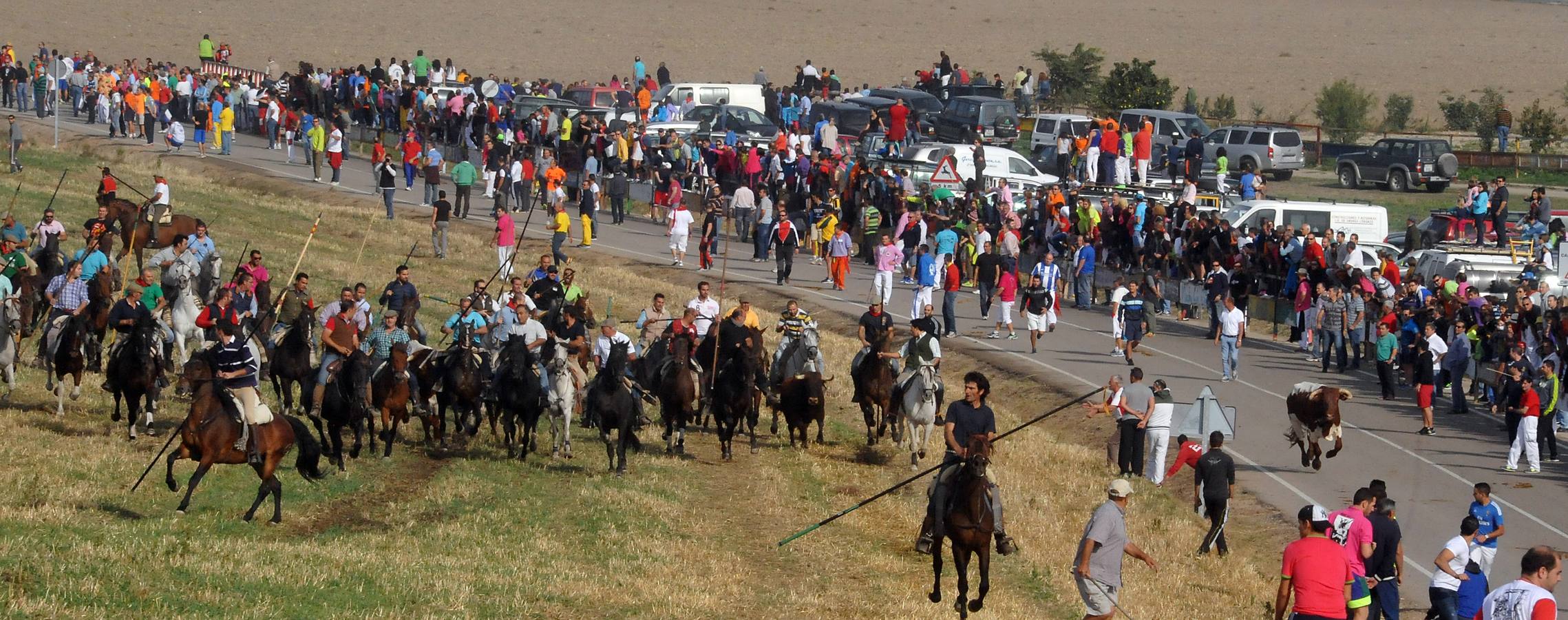 Segundo encierro de las fiestas de Olmedo 2015