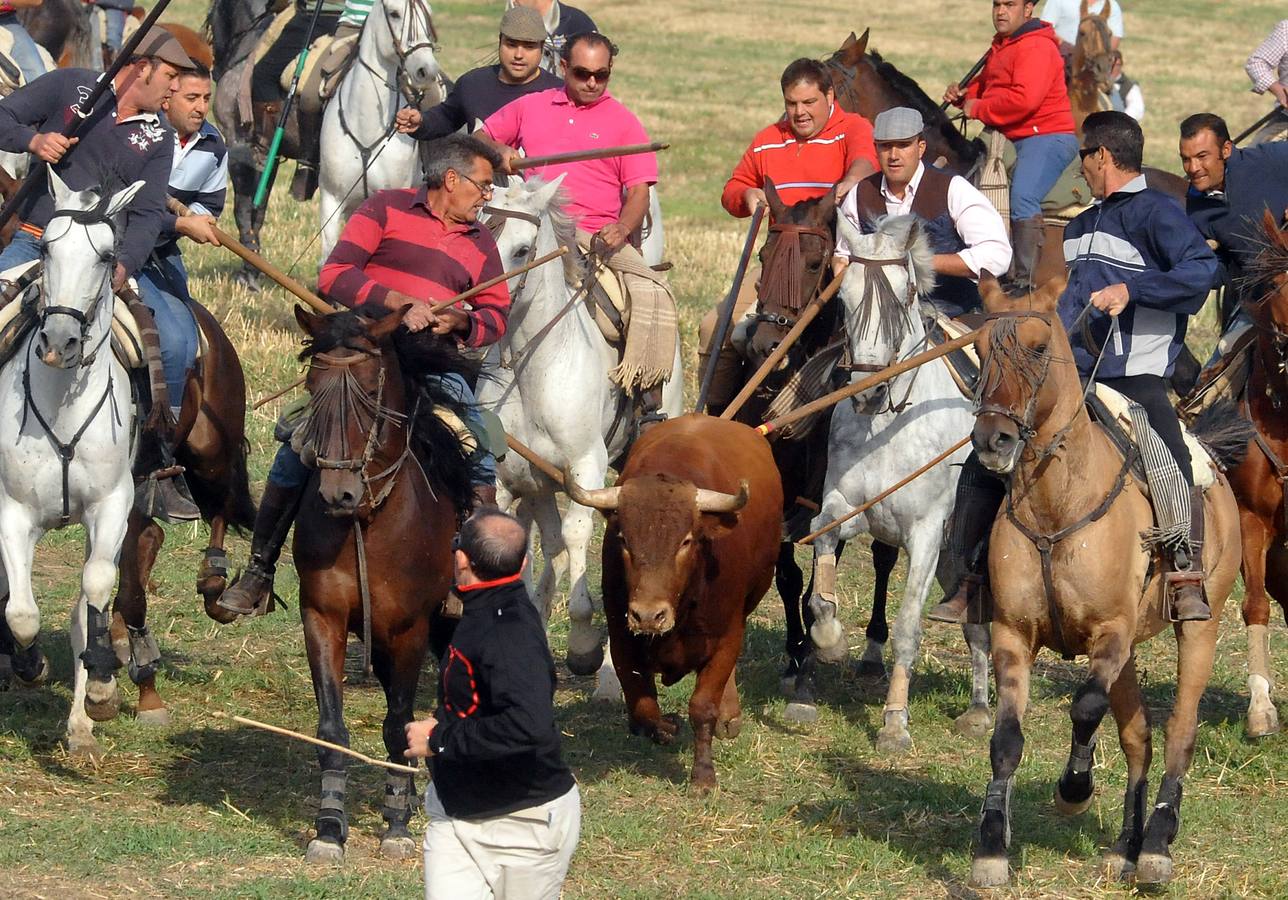Segundo encierro de las fiestas de Olmedo 2015