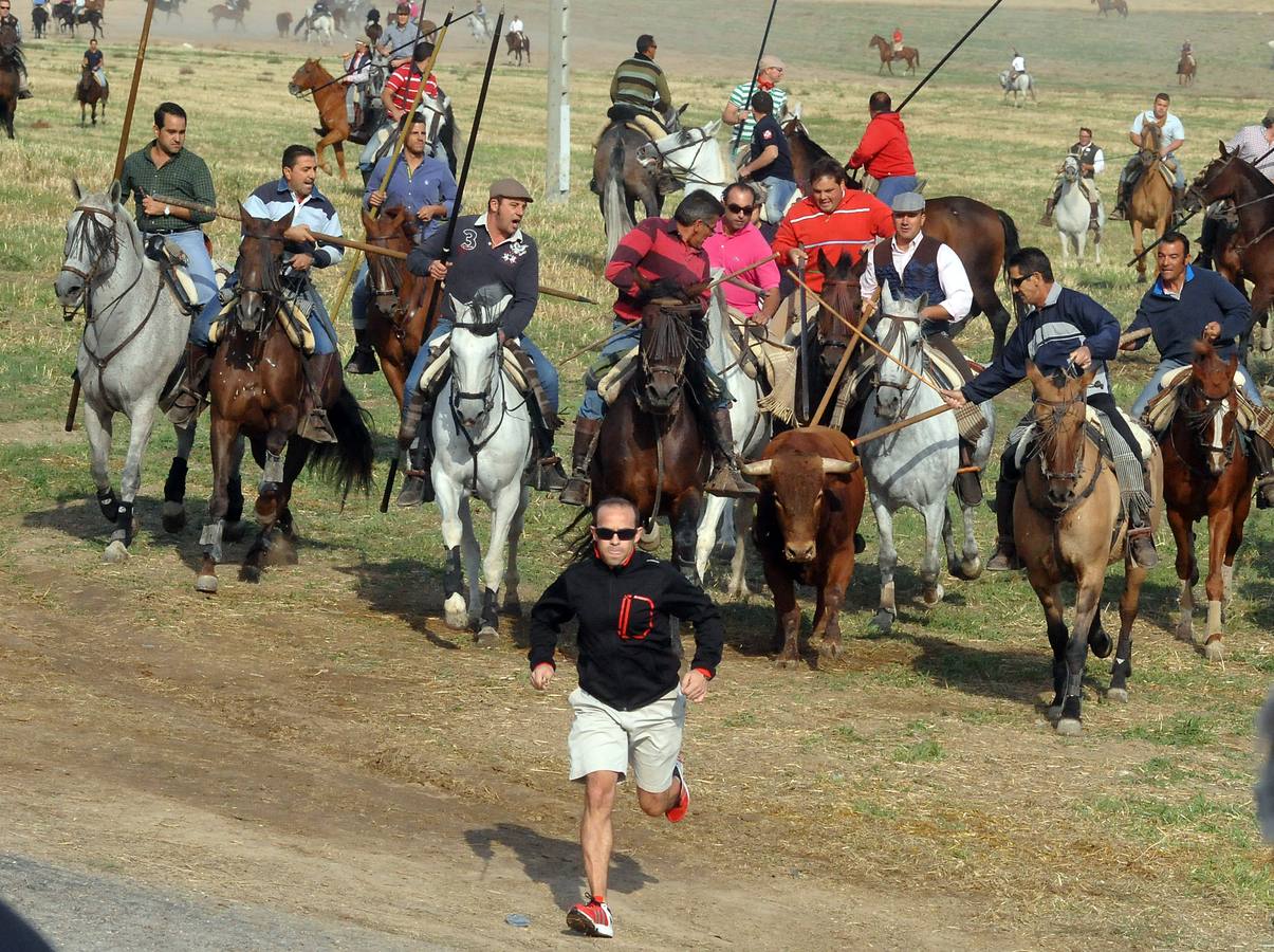 Segundo encierro de las fiestas de Olmedo 2015