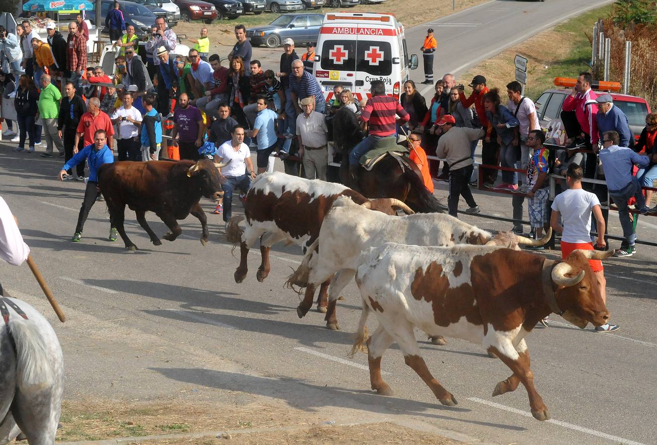 Segundo encierro de las fiestas de Olmedo 2015