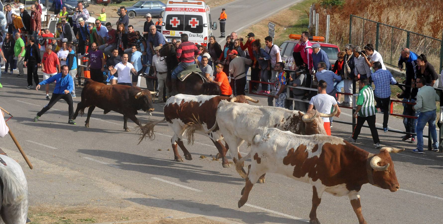 Segundo encierro de las fiestas de Olmedo 2015