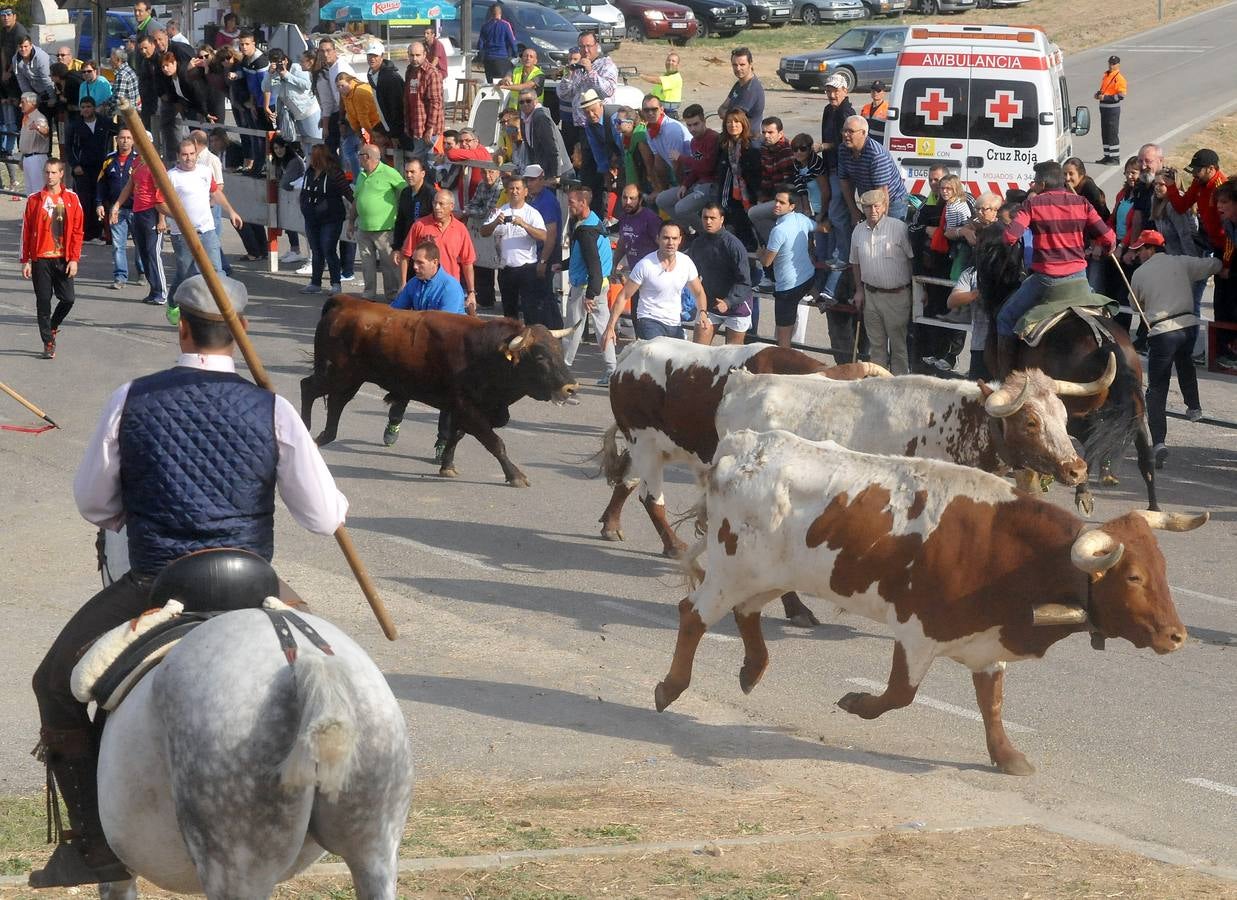 Segundo encierro de las fiestas de Olmedo 2015