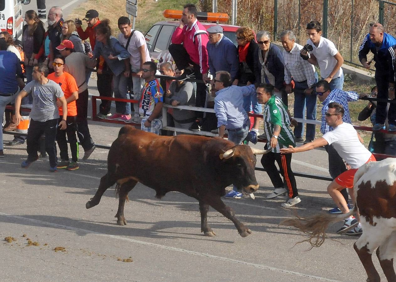 Segundo encierro de las fiestas de Olmedo 2015