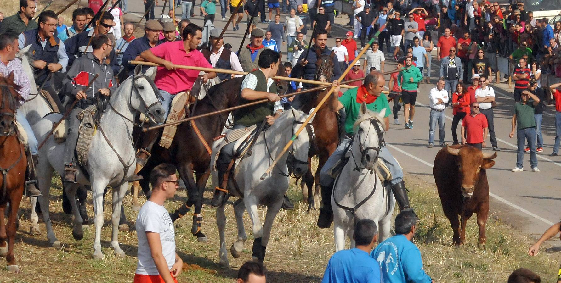 Segundo encierro de las fiestas de Olmedo 2015