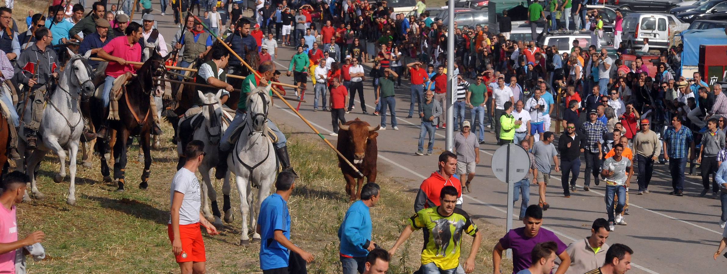Segundo encierro de las fiestas de Olmedo 2015