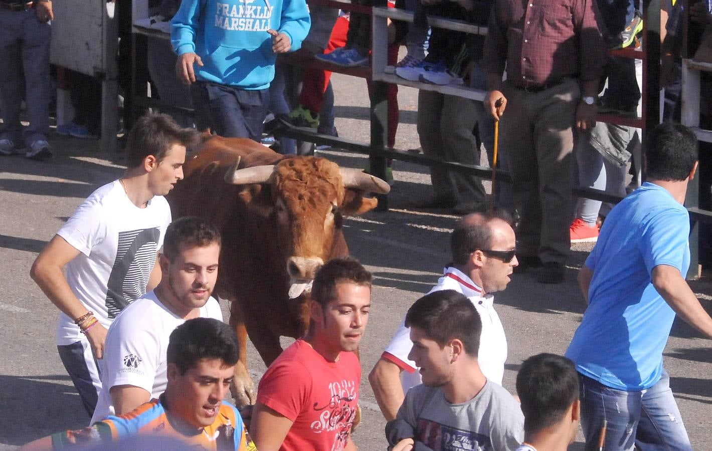 Tercer encierro de las Fiestas de Olmedo 2015