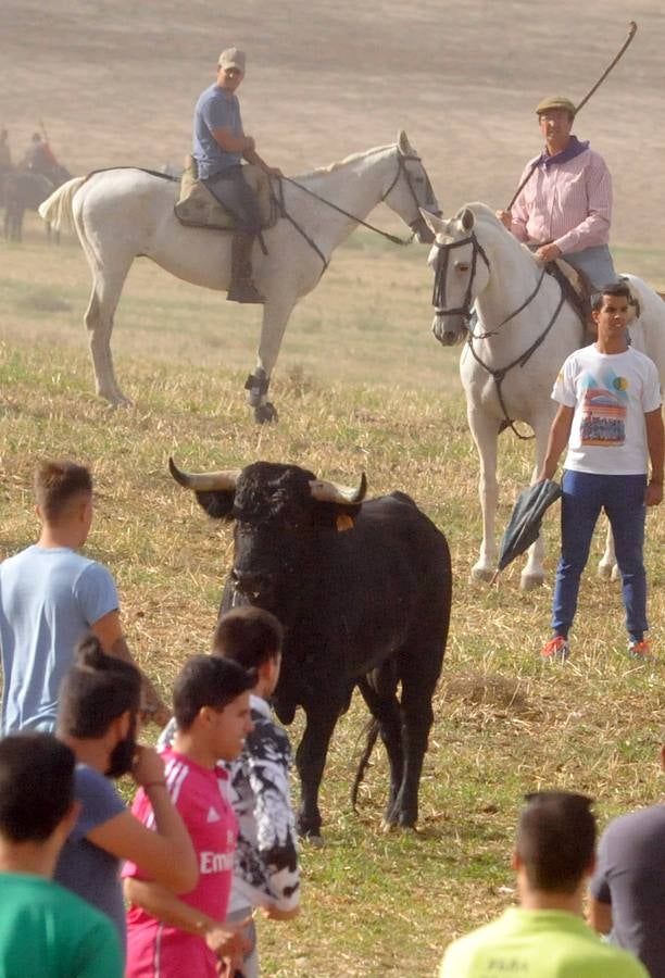 Último encierro de la fiestas de Olmedo 2015